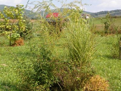 miscanthus Zebrinus