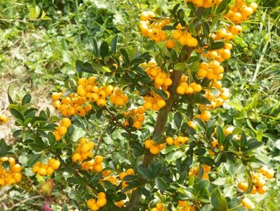 pyracantha Soleil d'Or