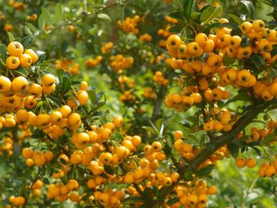 pyracantha Soleil d'Or