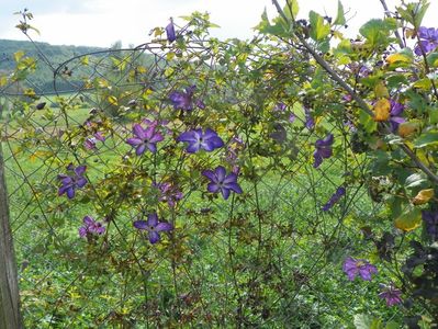 clematis Venosa Violacea