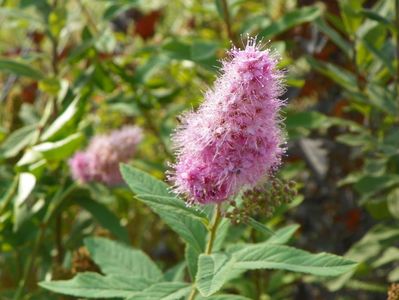 spiraea billardii Trimphans