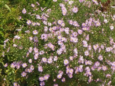 aster ericoides Esther