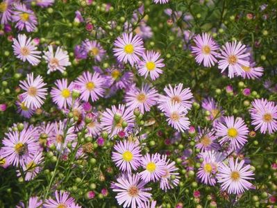 aster ericoides Esther