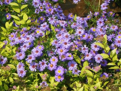 aster inalt