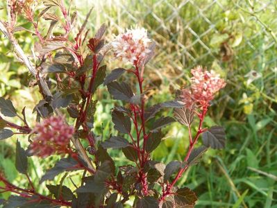 physocarpus Little Joker