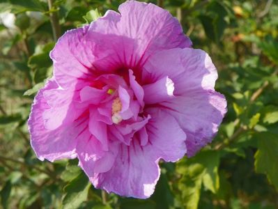 hibiscus syriacus Lavender Chiffon