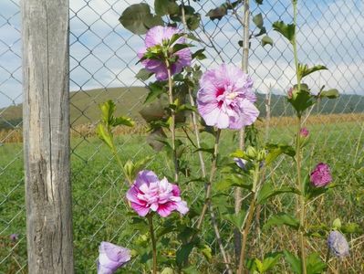 hibiscus syriacus Lavender Chiffon