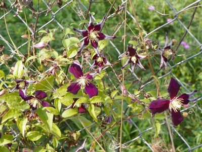 clematis Mikelite