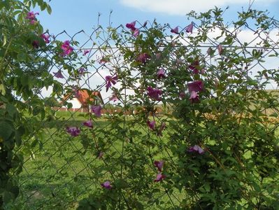 clematis Krakowiak