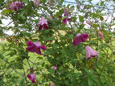 clematis Krakowiak