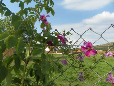 clematis Krakowiak