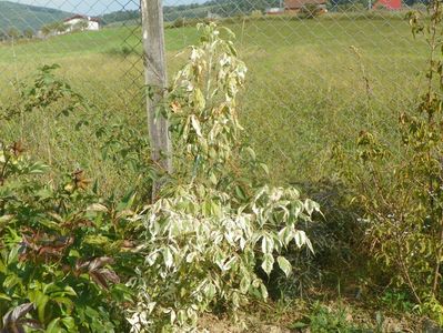 acer negundo Flamingo