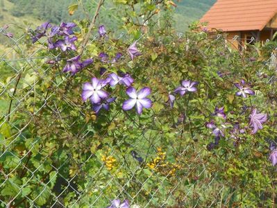 clematis Venosa Violacea