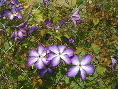 clematis Venosa Violacea