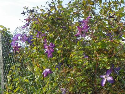 clematis Venosa Violacea