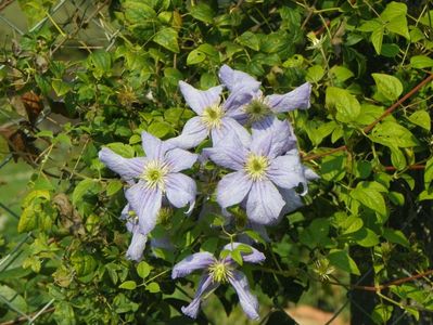 clematis Prince Charles