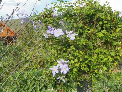 clematis Prince Charles