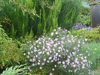 aster ericoides Esther