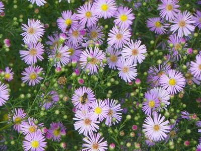 aster ericoides Esther