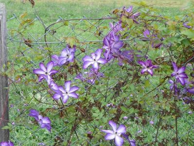 clematis Venosa Violacea