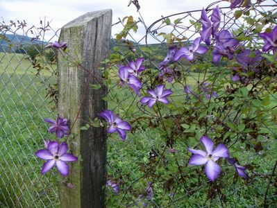 clematis Venosa Violacea