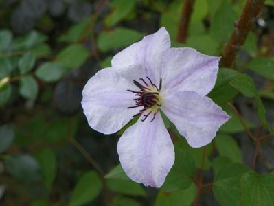 clematis Skyfall