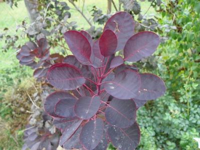 cotinus coggyria Royal Purple