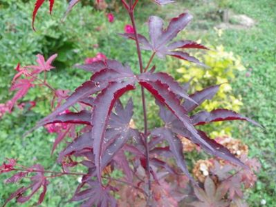 acer palmatum Trompenburg