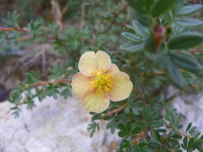 potentilla fruticosa Sunset?