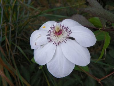 clematis Miss Bateman