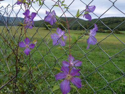 clematis Solina