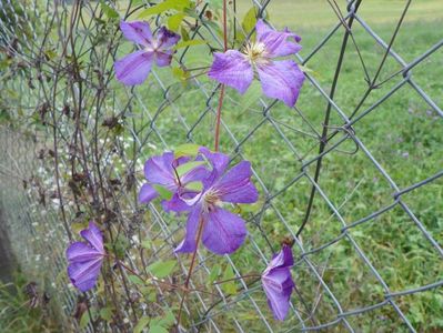 clematis Solina