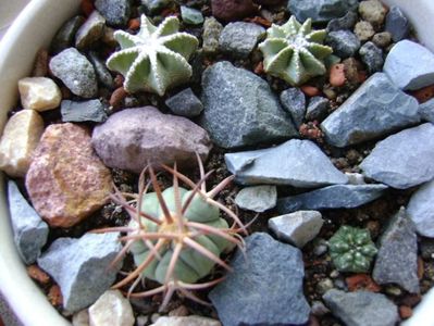 Grup de 4 cactusi; Aztekium hintonii, San Jose del Rio Galeana, Mx (2 ex.)
Aztekium ritteri, Rayones, Mx
Echinocactus horizonthalonius, West of Texas, USA
