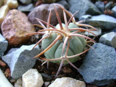 Echinocactus horizonthalonius, West of Texas, USA