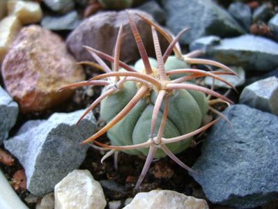 Echinocactus horizonthalonius, West of Texas, USA