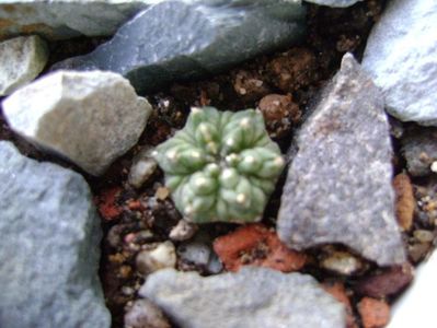 Aztekium ritteri, Rayones, Mx