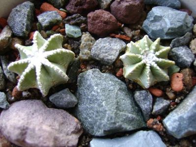 Aztekium hintonii, San Jose del Rio Galeana, Mx (2 ex.)