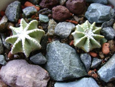 Aztekium hintonii, San Jose del Rio Galeana, Mx (2 ex.)