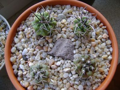 Grup de 4 Copiapoa; Copiapoa coquimbana v fiedleriana (2 ex.)
Copiapoa coquimbana v. wagenknechtii (2 ex.)
