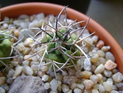 Copiapoa coquimbana v. wagenknechtii