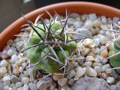 Copiapoa coquimbana v. wagenknechtii