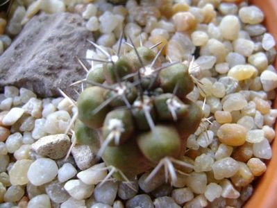 Copiapoa coquimbana v. fiedleriana