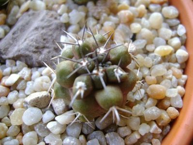 Copiapoa coquimbana v. fiedleriana