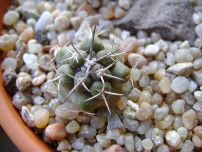 Copiapoa coquimbana v. fiedleriana