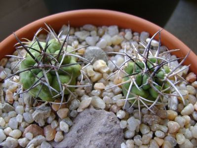 Copiapoa coquimbana v. wagenknechtii, 2 ex.