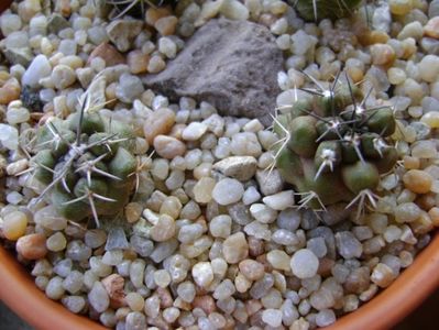 Copiapoa coquimbana v. fiedleriana, 2 ex.