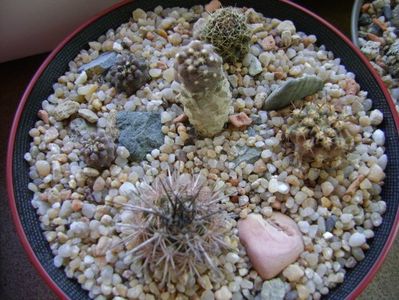 Grup de 6 cactusi; Copiapoa minima, Totoral Bajo, Ch.
Copiapoa humilis ssp. tenuissima
Copiapoa fiedleriana
Copiapoa minima
Eriosyce aurata
Eriosyce islayensis
