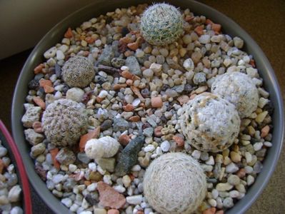 Grup de 7 Mammillaria; Mammillaria hernandezii
Mammillaria herrerae
Mammillaria duwei
Mammillaria lasiacantha
Mammillaria albata v. sanciro
