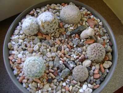 Grup de 7 Mammillaria; Mammillaria hernandezii
Mammillaria herrerae
Mammillaria duwei
Mammillaria lasiacantha
Mammillaria albata v. sanciro
