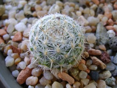 Mammillaria albata v. sanciro